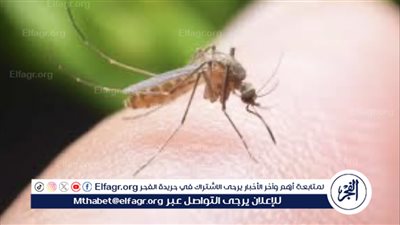 فيروس غرب النيل يهدد مدينة إيلات المحتلة.. و”صحة إسرائيل” تدق ناقوس الخطر
