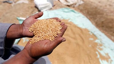 ختام موسم توريد القمح في محافظة البحيرة بزيادة 29.5% عن العام الماضي