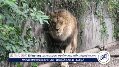 حديقة حيوان دنماركية تطلب التبرع بالحيوانات الأليفة كطعام للمفترسات وتثير جدلًا واسعًا