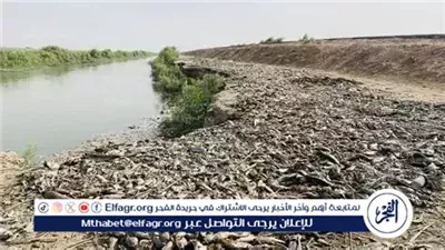 وزارة الزراعة توضح الأسباب العلمية وراء نفوق الأسماك في مزارع بحيرة المنزلة