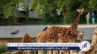 بعد التساؤلات حول سلامة حيوانات حديقة الجيزة خبراء عالميون يتحدثون عن تفاصيل تطوير الحديقة والاهتمام بصحة الحيوانات 