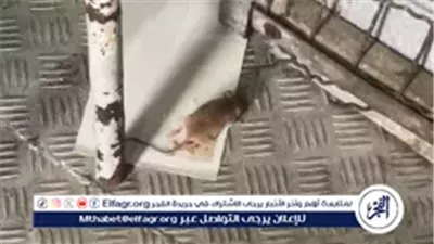 صراصير وفئران وطعام فاسد داخل معسكرات جيش الاحتلال الإسرائيلي.. صور تكشف فضائح جديدة