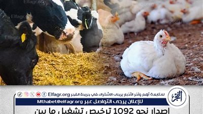الزراعة: إصدار 1092 ترخيص وتشغيل مصانع أعلاف وصرف 337.8 مليون جنيه لصغار المربين في أغسطس