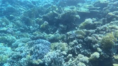 منال عوض تعلن بدء فى تنفيذ البرنامج السنوي لرصد الشعاب المرجانية