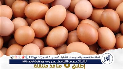 منافذ متنقلة لبيع البيض بأسعار مخفضة.. دعم مباشر للمواطنين