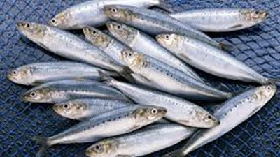 فوائد مذهلة لتناول السردين على البشرة