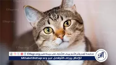 خدش القطة ليس مجرد داء الكلب.. تعرف على مرض خدش القطط وأعراضه وطرق الوقاية