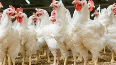 انخفاض أسعار الدواجن والبيض في الأسواق اليوم الأربعاء 24 سبتمبر 2025