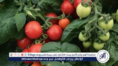 وزير الزراعة: ارتفاع أسعار الطماطم مؤقت.. ولن يستمر 