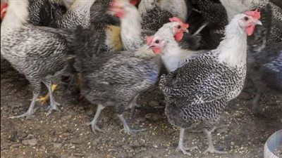  استقرار أسعار الفراخ البيضاء اليوم الجمعه 3 أكتوبر 2025