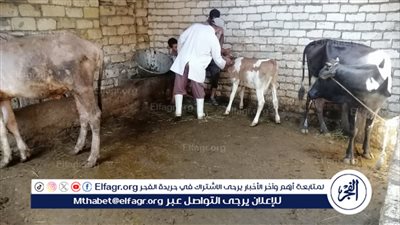 بيطري الإسماعيلية يواصل مجهوداته في تحصين رؤوس الماشية والتفتيش على الصيدليات البيطرية