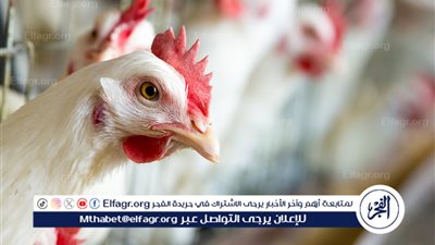 أسعار الدواجن والبيض في الأسواق المحلية اليوم الاثنين 6 أكتوبر 2025