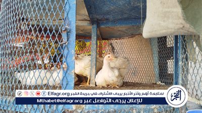 أسعار الدواجن في مطروح اليوم 