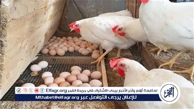 بورصة الدواجن.. أسعار الفراخ البيضاء اليوم السبت 11-10-2025 في قنا