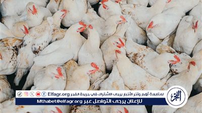 ارتفاع أسعار الدواجن في الأسواق مع اقتراب فصل الشتاء وتزايد تكاليف التدفئة