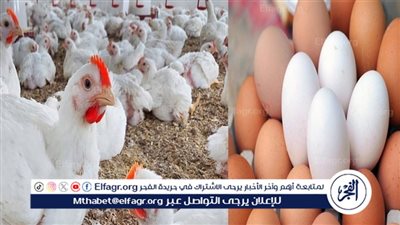 أسعار الفراخ والبيض اليوم الجمعة 10 أكتوبر 2025 بأسواق الأقصر