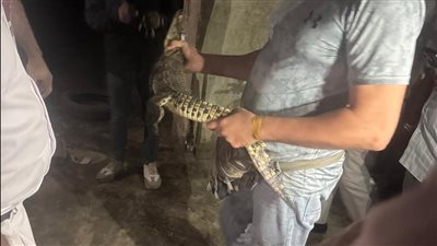 تمساح في شوارع حدائق الأهرام.. الأمن يكشف مفاجأة وراء العثور عليه