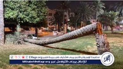 مصرع عامل سقطت عليه نخلة أثناء تقليمها بقرية صفط ببني سويف