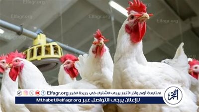 اعرف اسعار الدواجن اليوم الثلاثاء 14 - 10-2025 في بني سويف 