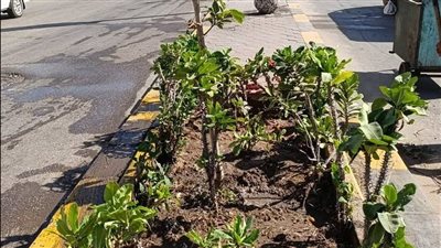محافظة الجيزة: زراعة الأشجار والنخيل ودعم المسطحات الخضراء وحملات للنظافة 