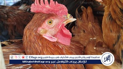 تعرف على أسعار الدواجن في مطروح اليوم الثلاثا14-10-2025