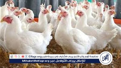 بكام الكيلو...اسعار الفراخ اليوم الأحد 19اكتوبر 2025 فى أسواق المنيا 