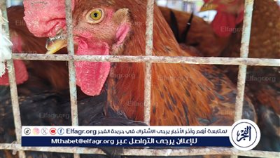 الفراخ البلدي 140جنيه: أسعار الدواجن في مطروح اليوم 20 اكتوبر 