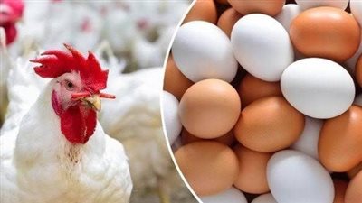 أسعار الفراخ والبيض في أسوان اليوم 22 أكتوبر 202