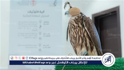 نادي الصقور السعودي يُطلق جولاته الميدانية لتقديم خدمة تصحيح أوضاع الصقور في 8 مدن
