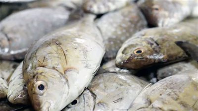  الخميس 23 أكتوبر 2025 – أسعار السمك بمحافظة أسوان تشهد استقرارًا نسبيًا مع تفاوت بسيط في الأحجام