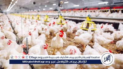 أسواق بني سويف تُمسك أنفاسها..أسعار الدواجن والبيض اليوم الثلاثاء 28-10-2025 