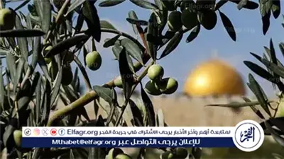 تعتبرها عدوًا وتهاجمها.. لماذا يستهدف الاحتلال الإسرائيلي شجر الزيتون الفلسطيني؟