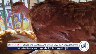 أسعار الدواجن في مطروح اليوم الخميس 6 نوفمبر 