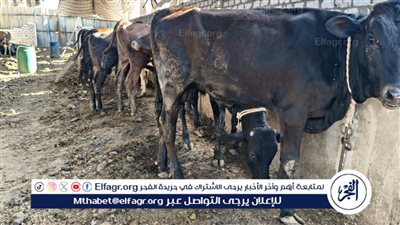 عاجل- الحكومة تنفي صحة فيديو حالات نفوق الماشية المتداول على وسائل التواصل الاجتماعي وتؤكد: 