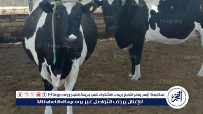 عاجل| الزراعة تنفي فيديو نفوق الماشية: 