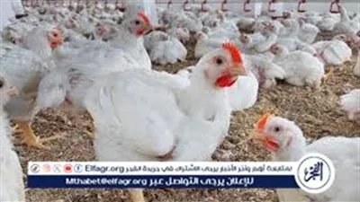 “شعبة الدواجن”: انخفاض أسعار الدواجن والبيض لـ35%