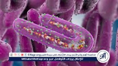 مدير مستشفيات جامعة القاهر: فيروس ماربورغ لن يدخل مصر.. وإجراءات مشددة في المطارات
