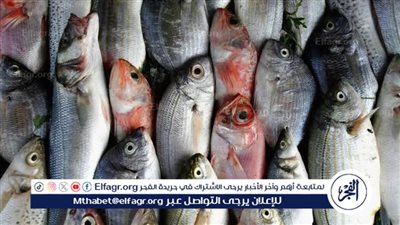 تعرف على سعر الأسماك اليوم السبت الموافق 22-11-2025 فى سوهاج