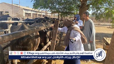 محافظ أسيوط: تحصين 94،406 رأس ماشية عبر 1،288 فرقة بيطرية 