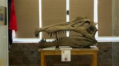 تقرير خاص | اكتشاف مصري يعيد كتابة تاريخ تطور الزواحف في إفريقيا والشرق الأوسط