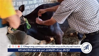 تحصين 112 ألف رأس ماشية ونشر 1،574 فرقة بيطرية فى أسيوط 