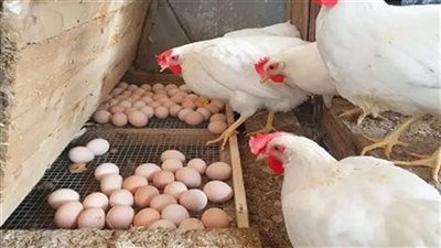 أسعار الفراخ والبيض اليوم السبت 6-12-2025 في الأقصر