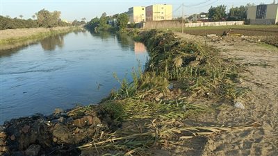 أول تعليق من بيطري الشرقية على ظهور تماسيح صغيرة داخل مصرف مائي بالزوامل