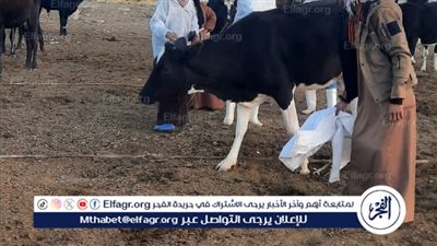 بيطري الإسماعيلية يواصل مجهوداته في تحصين رؤوس الماشية