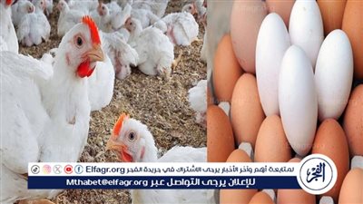 أسعار الفراخ والبيض اليوم الاحد 7-12-2025 في الأقصر