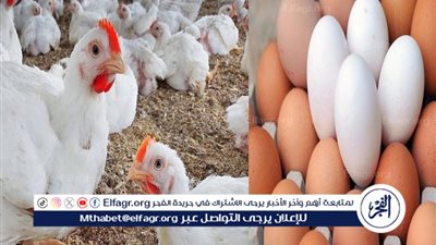 أسعار الفراخ والبيض اليوم الاثنين 8-12-2025 في الأقصر