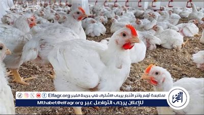 بورصة الدواجن.. تعرف على أسعار الدواجن اليوم الجمعة في سوهاج