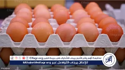اسعار كرتونه البيض اليوم السبت 13ديسمبر 2025 فى أسواق المنيا 