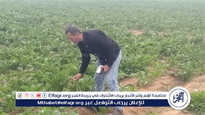 زراعة الإسماعيلية تنفذ مرورًا ميدانيًا على زراعات بنجر السكر ضمن خطة تحسين الإنتاج الزراعي