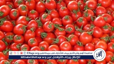 نقيب الفلاحين: انخفاض محصول الطماطم في مصر بسبب 